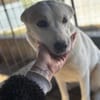 Bonnie freut sich über einen Hundekumpel