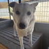 Bonnie freut sich über einen Hundekumpel