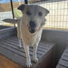 Bonnie freut sich über einen Hundekumpel