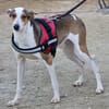 Snoopy, zutraulich, verträglich, offen