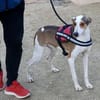 Snoopy, zutraulich, verträglich, offen