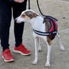 Snoopy, zutraulich, verträglich, offen