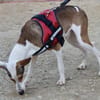 Snoopy, zutraulich, verträglich, offen