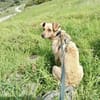 Berny-agil,verschmust und verspielt