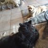 Devi sucht liebevolles Zuhause
