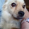 Devi sucht liebevolles Zuhause