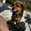 Charly sucht seine Lieblingsmenschen!