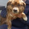 Charly sucht seine Lieblingsmenschen!