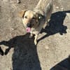Snoopy wartet  vielleicht auf dich?
