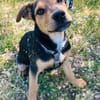 Finley, verspielter Mischlingswelpe