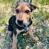 Finley, verspielter Mischlingswelpe