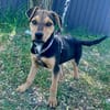 Finley, verspielter Mischlingswelpe
