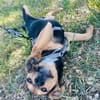 Finley, verspielter Mischlingswelpe