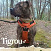 TIGROU