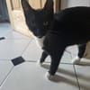 SULTAN