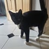 SULTAN