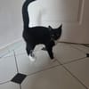 SULTAN