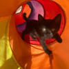 CACHOU