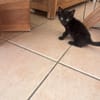 CACHOU