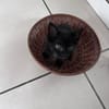 CACHOU