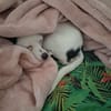 Betsy, la mère tranquille