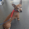 Chico