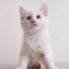 ✨️ SPICY ✨️ 🐱