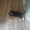 Sammie