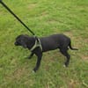 Ares ein lieber Labrador Mix