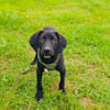 Ares ein lieber Labrador Mix