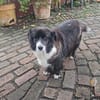 Gnadenplatz für Max gesucht