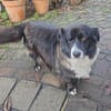 Gnadenplatz für Max gesucht