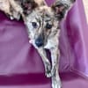 Milou; kleine, süße Seele