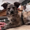 Milou; kleine, süße Seele