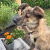 Milou; kleine, süße Seele