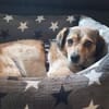 Süßer sunny boy Spooky sucht ein Zuhause