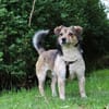 Süßer sunny boy Spooky sucht ein Zuhause