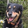 MYLO sucht neues Zuhause