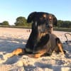 MYLO sucht neues Zuhause