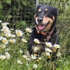 MYLO sucht neues Zuhause