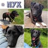 NYX -Klein, liebenswert und charmant-