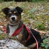Diana; lustig und aufgeweckt