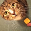 RAMBO - der noch ein Zuhause sucht......