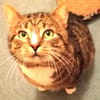 RAMBO - der noch ein Zuhause sucht......
