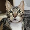 Guppy - auf der Suche nach Liebe!