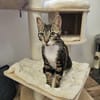 Guppy - auf der Suche nach Liebe!