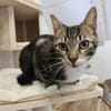 Guppy - auf der Suche nach Liebe!