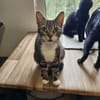 Guppy - auf der Suche nach Liebe!
