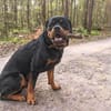 Drogo - ist katzenverträglich