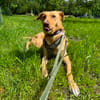 Buffy wartet auf eine neue Chance